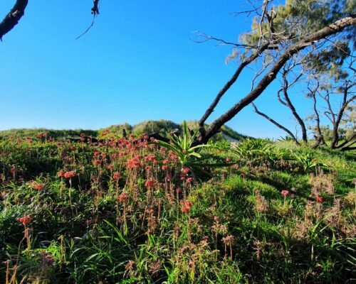 Buddina-Kawana-sunshine-coast (65)